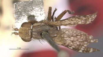 Media type: image;   Entomology 13224 Aspect: habitus dorsal view